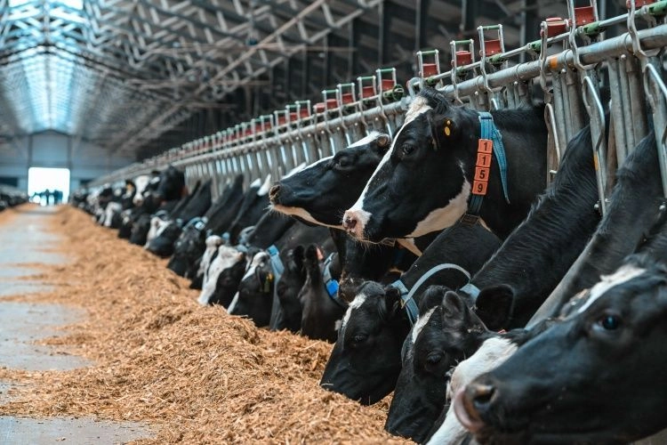 «АГРОСИЛА» инвестирует 375,4 млн рублей в животноводство «АГРОСИЛА» инвестирует 375,4 млн рублей в животноводство