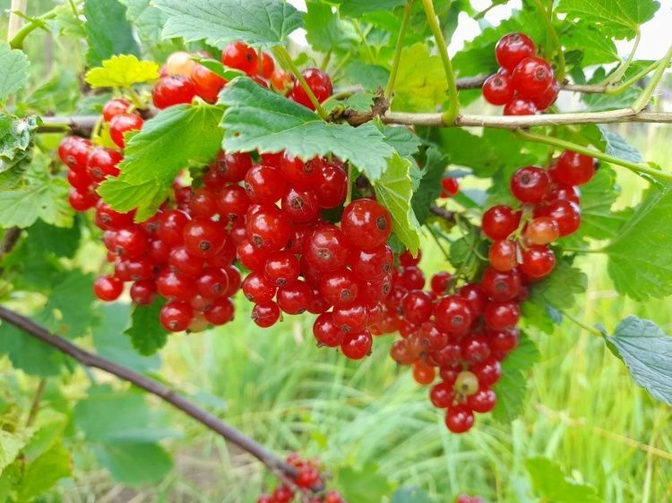 Идеальная ягода для начинающих садоводов
