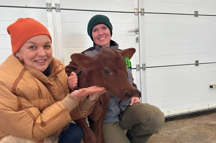 Первые в России телята «из пробирки» красной датской породы