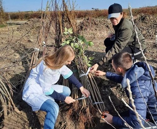 При выборе любого саженца важно убедиться в его качестве