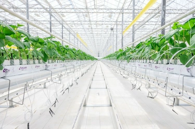 В Воронежской области запустили современный тепличный комплекс