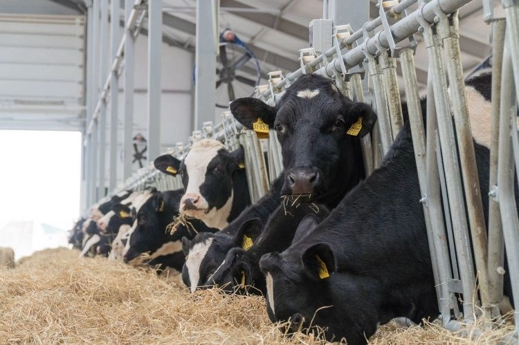 680 тонн молока в сутки — и это не предел