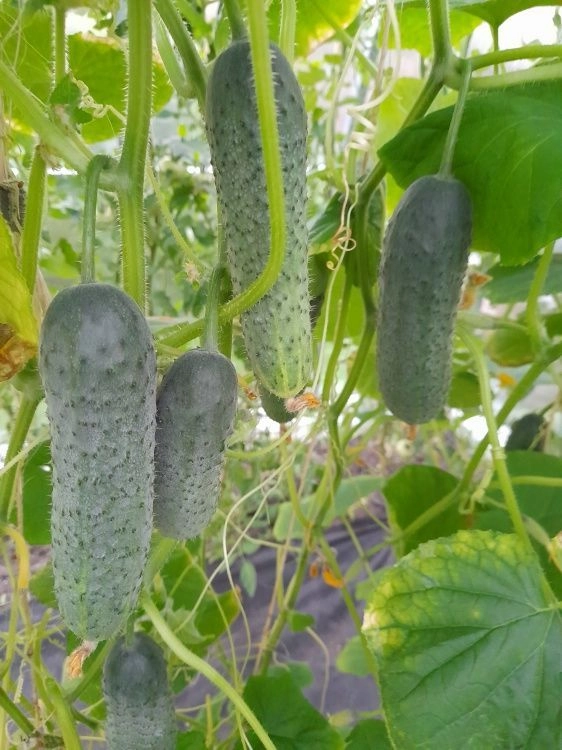 Ошибки при выращивании огурцов