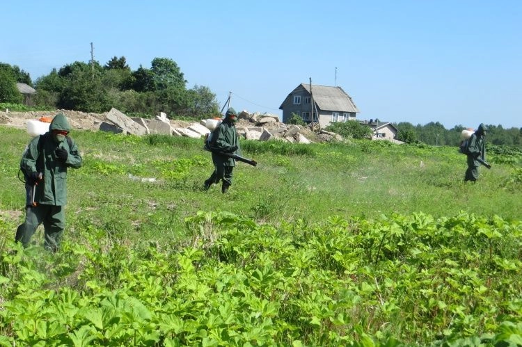 Планы и задачи в области борьбы с борщевиком Сосновского в 2026 году