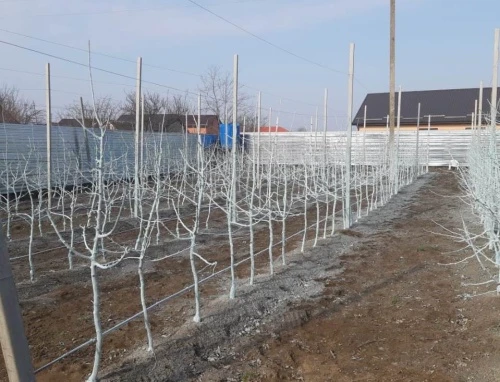 «Сады под ключ» готовятся к будущему урожаю