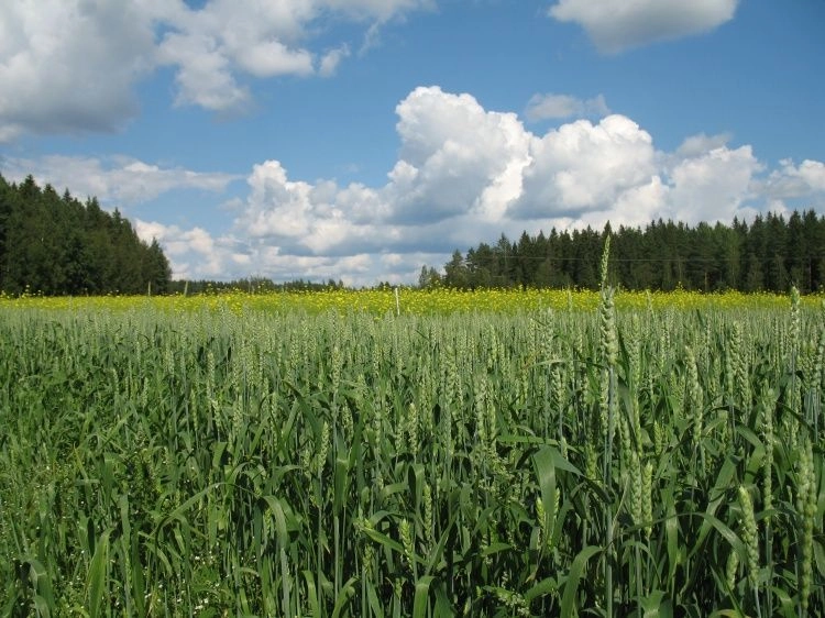 Управление ростом и развитием агробиоценозов: современные подходы и стратегические перспективы