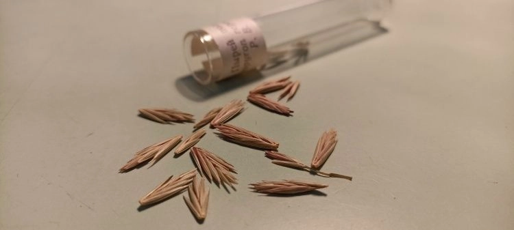 Пырей ползучий: вред и польза этого сорного растения