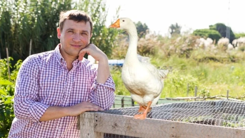 Гуси в аренду