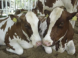 Экономические аспекты продуктивного долголетия коров