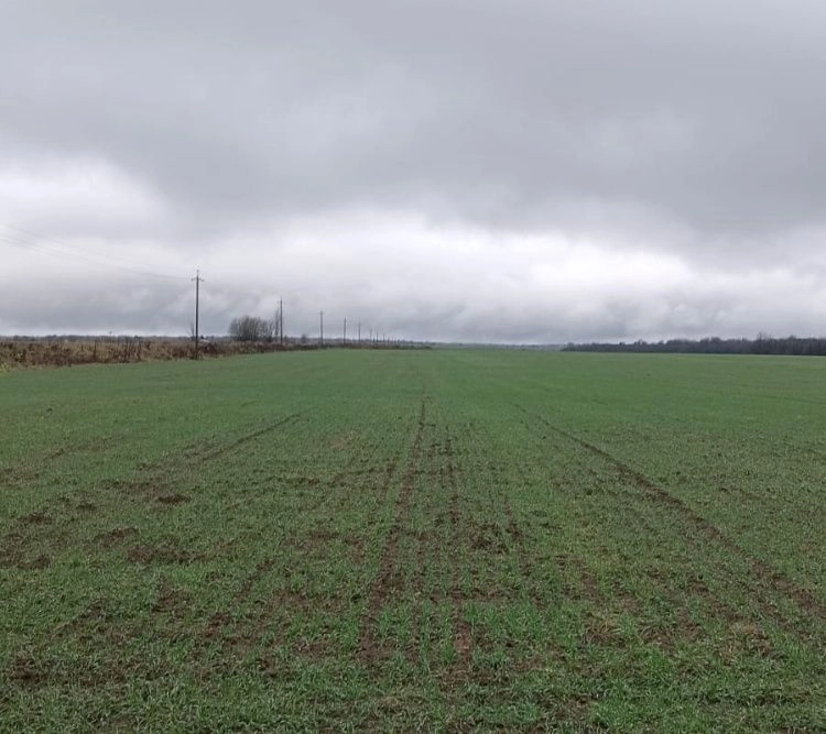 Специалисты оценили состояние полей озимых зерновых и масличных культур 