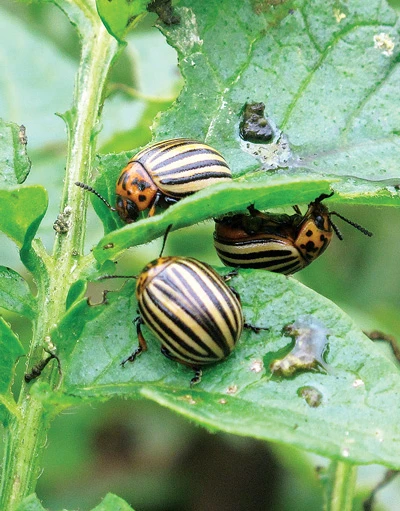 Колорадский жук Leptinotarsa decemlineata Say Колорадский жук Leptinotarsa decemlineata Say