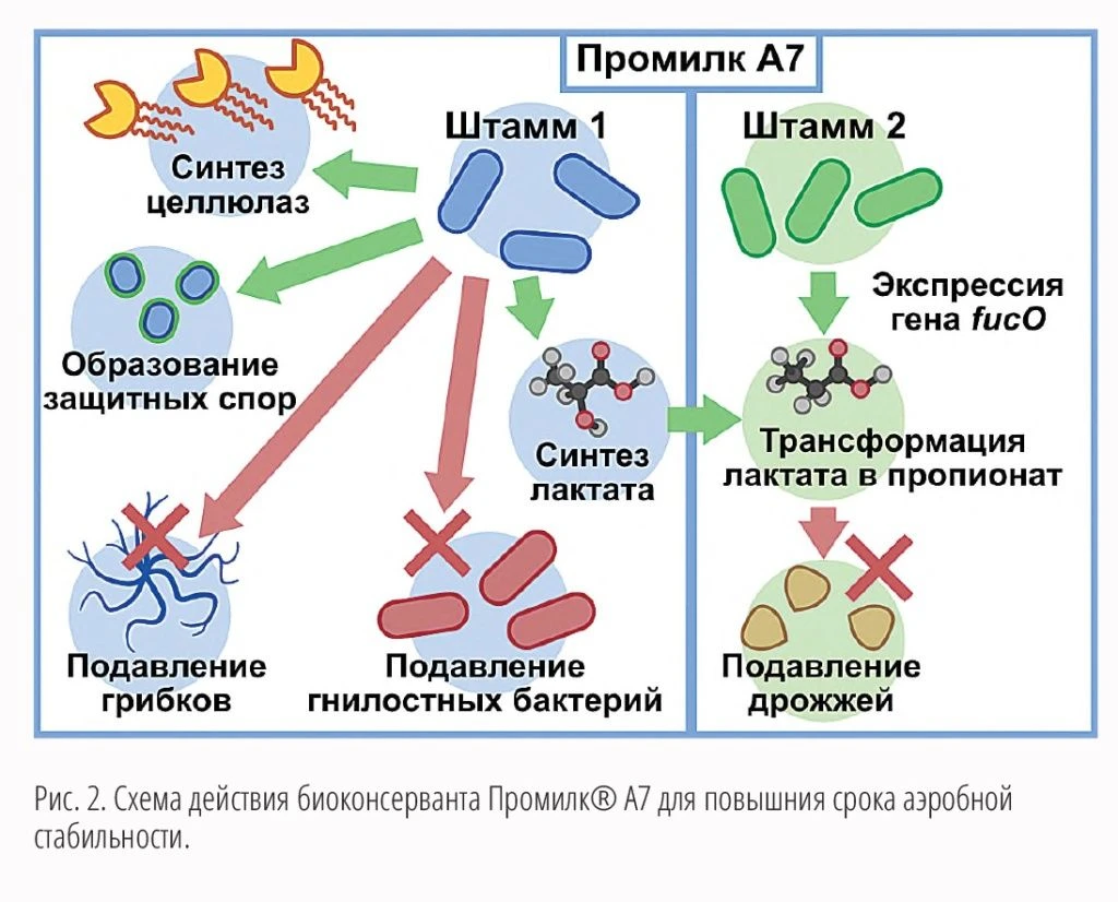 СХ-вести_№2_МАКЕТ_2025 кач весь-35.jpg