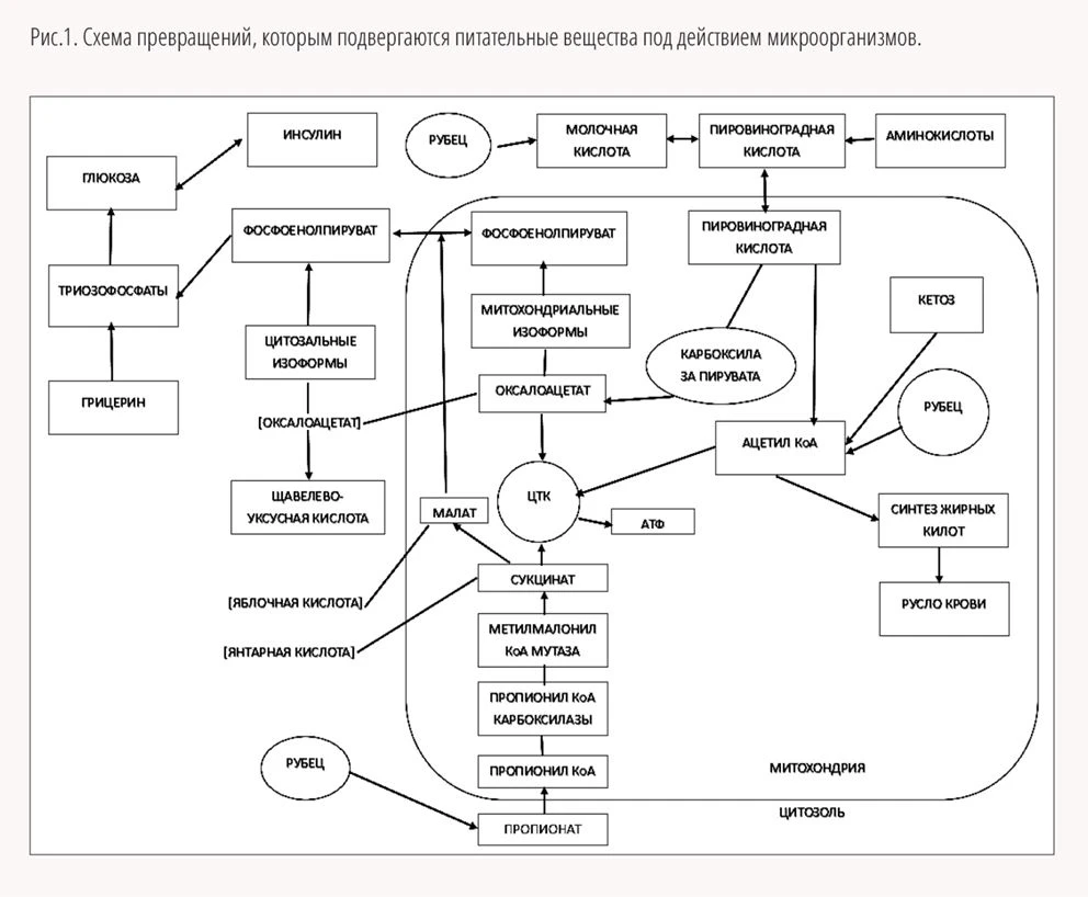 СХ-ВЕСТИ_1-2025_весь кач-41.jpg