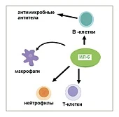 Эффективность эфирных масел в птицеводстве
