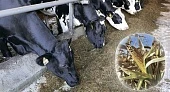 Плющеная кукуруза в кормлении животных
