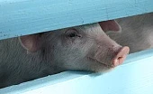 Выбор наилучших технологий – из доступных или из типовых?