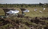 Птицефабрика возвращает к жизни неугодья