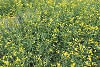 Рапс: требования к питанию и удобрениям