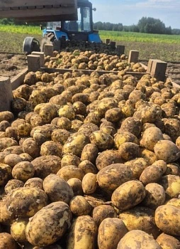 Овощеводы радуют калининградцев вкусной сезонной продукцией