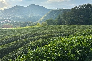 Российский чай: от кризиса к прорыву