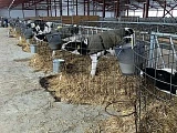 Правильная выпойка телят