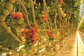 Тепличная отрасль: достижения и перспективы