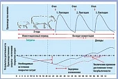 Цена воспроизводства на молочных фермах – не только зоотехния