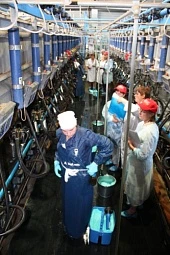 Профессия оператора машинного доения одна из важнейших в животноводстве