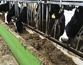 Десять способов улучшить показатели ранней лактации и пикового надоя