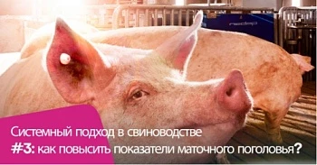 Системный подход в свиноводстве #3: как повысить показатели маточного поголовья?