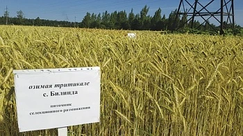 Тритикале – гибрид пшеницы и ржи