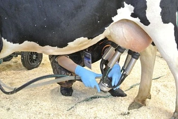 Рейтинг Milknews: ТОП-15 производителей молока