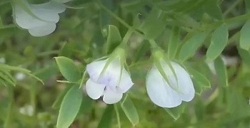 Селекционеры приступили к созданию высокопродуктивных отечественных сортов чечевицы