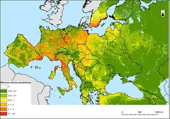 Новая карта ФАО, отображающая распространение дикого кабана, поможет эффективнее бороться с африканской чумой свиней