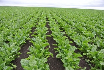 Тенденции уборки сахарной свеклы