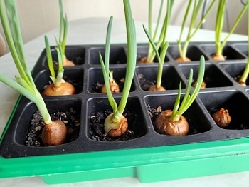 Выращиваем зелень на подоконнике