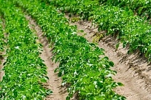 В Подмосковье в 2026 году сохраняется нулевая ставка единого сельскохозяйственного налога для аграриев