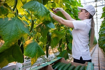 Первый урожай из новых теплиц