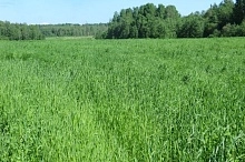 Подмосковье ограничивает перевод сельхозземель в другие категории 