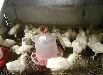 Птичий грипп: создан штамм для вакцины