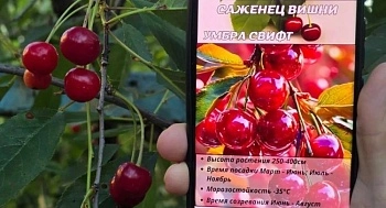 Не вредители, так ИИ: цифровой жук подтачивает урожай