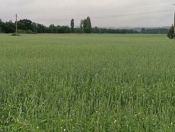Российской органике — научное да!