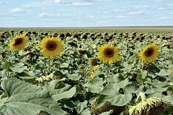 В Челябинской области разрешат выращивать ещё 10 новых сортов 