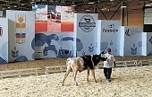 Отличные животные в профессиональные руки