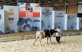 Отличные животные в профессиональные руки