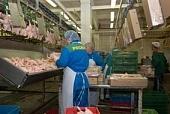 Рынок отечественного птицеводства – достойный ответ импорту