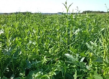 Злостные сорняки в посадках картофеля: как с ними справляться