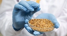 Госмониторинг пшеницы в России в 2026 году