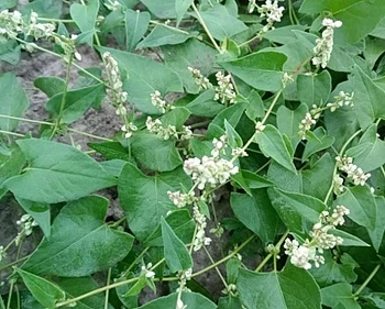 Горец вьюнковый: коварная красота на полях и огородах