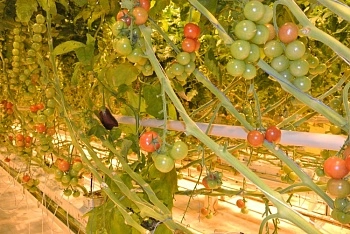 Лидеры по обеспеченности овощной продукцией из теплиц